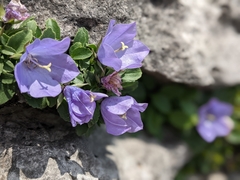 Campanula raineri