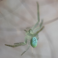 Thomisidae
