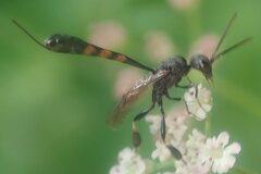 Gasteruption assectator