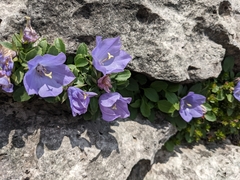 Campanula raineri