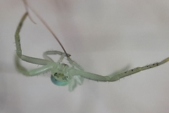 Thomisidae