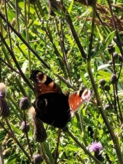 Aglais io