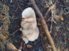 Lentinellus montanus