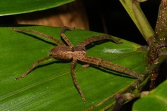 Cupiennius bimaculatus