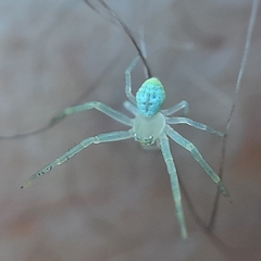 Thomisidae