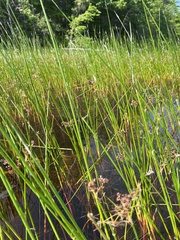 Juncus militaris