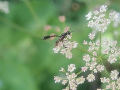 Gasteruption assectator