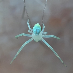 Thomisidae