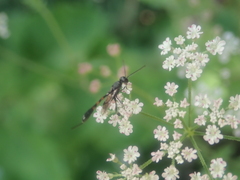 Gasteruption assectator