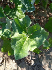 Petasites spurius