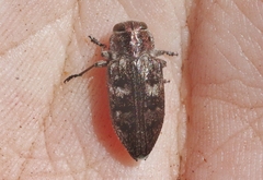 Chrysobothris semisculpta