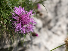 Centaurea rhaetica