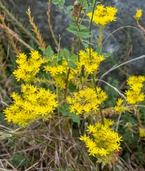 Petrosedum forsterianum