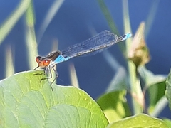 Erythromma viridulum