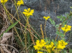 Petrosedum forsterianum