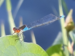 Erythromma viridulum