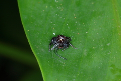 Metaphidippus perfectus