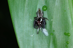 Metaphidippus perfectus