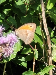 Maniola jurtina