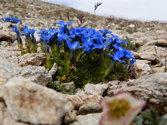Gentiana bavarica subacaulis