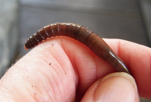 Megascolecidae