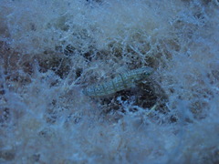 Amblygobius albimaculatus