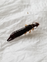 Euborellia annulipes