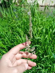 Beckmannia eruciformis