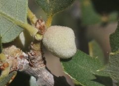 Burnettweldia californicordazi