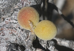 Burnettweldia californicordazi