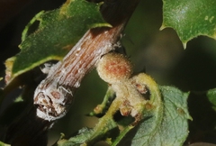Burnettweldia californicordazi