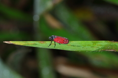 Mahanarva rubripennis