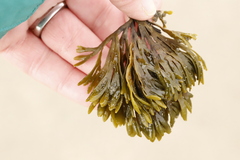 Pelvetiopsis limitata