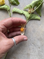 Physalis mollis