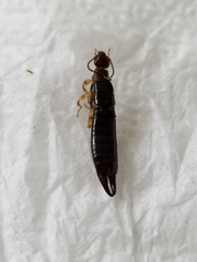 Euborellia annulipes