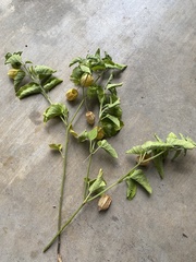Physalis mollis