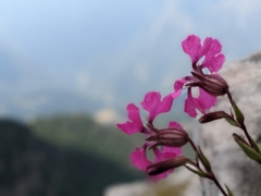 Silene elisabethae