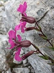Silene elisabethae