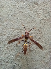 Polistes versicolor