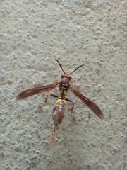 Polistes versicolor