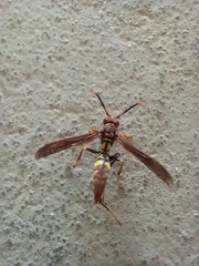 Polistes versicolor