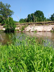 Beckmannia eruciformis