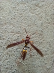 Polistes versicolor