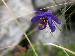 Aquilegia confusa