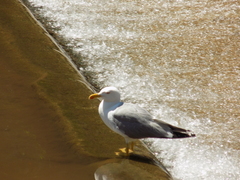 Larus michahellis