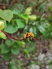 Pavonia luetzelburgii