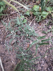 Malvella sagittifolia