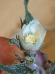 Malvella sagittifolia