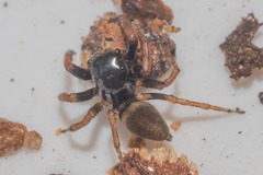 Kalcerrytus