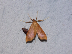 Anarmodia